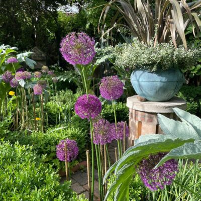 Alliums