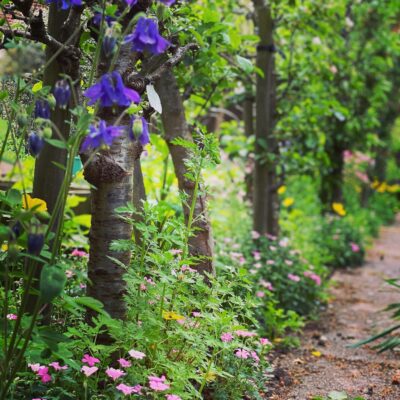 Apple tree line