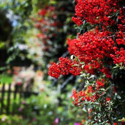 Berries