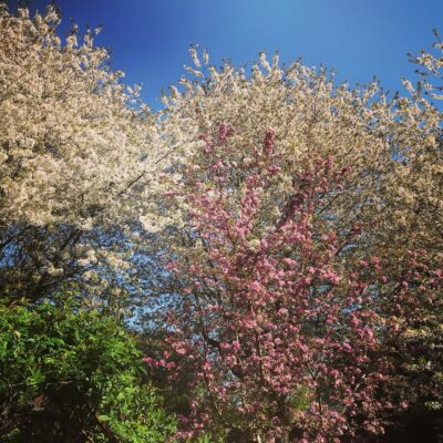 Blossom