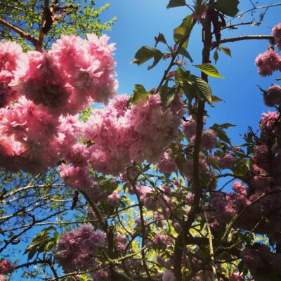 Cherry blossom