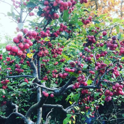 Crab apples