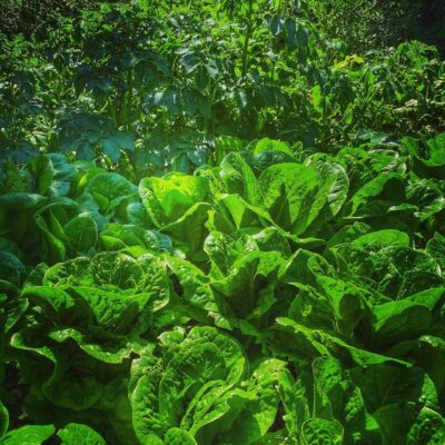 Lettuce