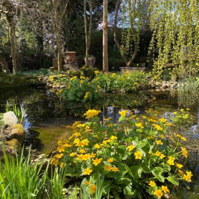Pond in spring