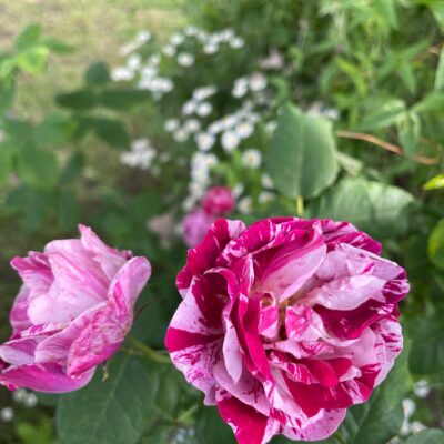Ripple rose