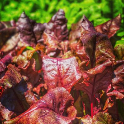 Yound chard