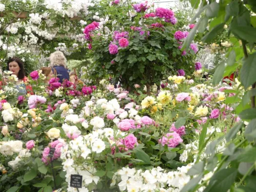 roses