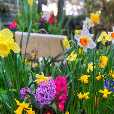 Hyacinths & Daffodils