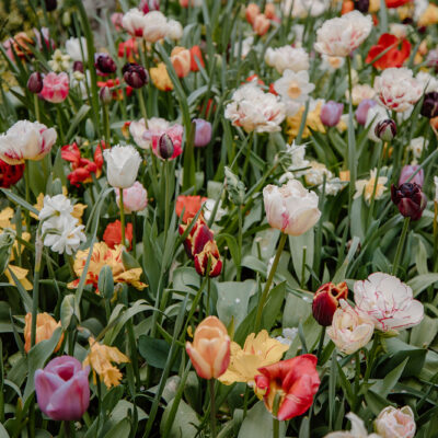 Tulips